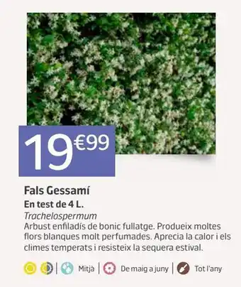 Jardiland Jazmín oferta