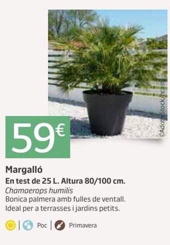 Jardiland Plantas oferta