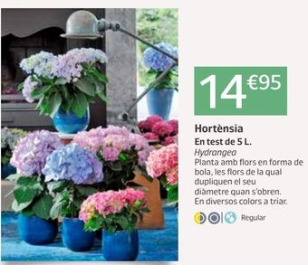 Jardiland Hortensia oferta