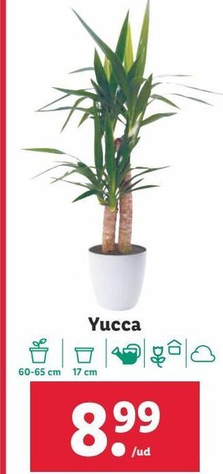 Lidl Plantas oferta