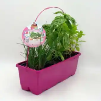 Verdecora Mix fresh aromaticas... oferta