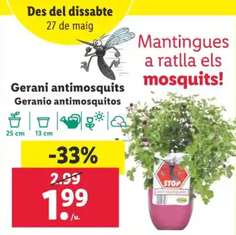 Lidl Gerani antimosquits Geranio antimosquitos oferta