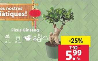 Lidl Ficus Ginseng oferta