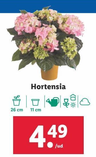 Lidl Hortensia oferta