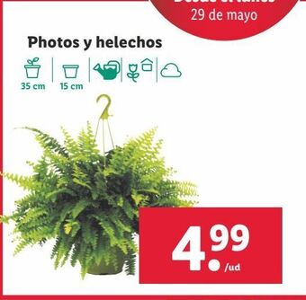 Lidl Plantas oferta