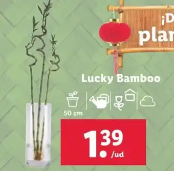 Lidl Lucky Bamboo oferta