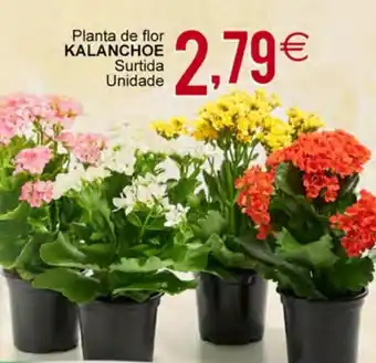 Plenus Supermercados Planta de flor KALANCHOE Surtida Unidade oferta