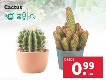 Lidl Cactus oferta