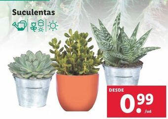 Lidl Plantas oferta