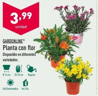 ALDI Gardenline Planta con flor oferta