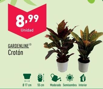 ALDI Plantas oferta