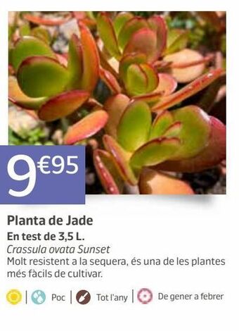 Jardiland Plantas oferta