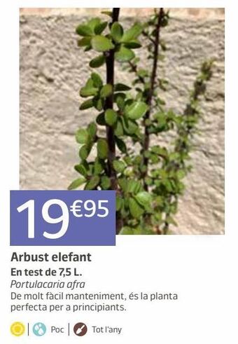 Jardiland Plantas oferta