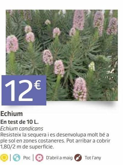 Jardiland Plantas con flor oferta