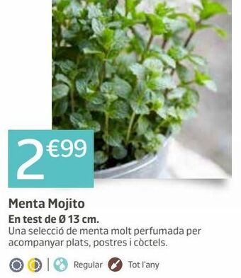 Jardiland Plantas oferta