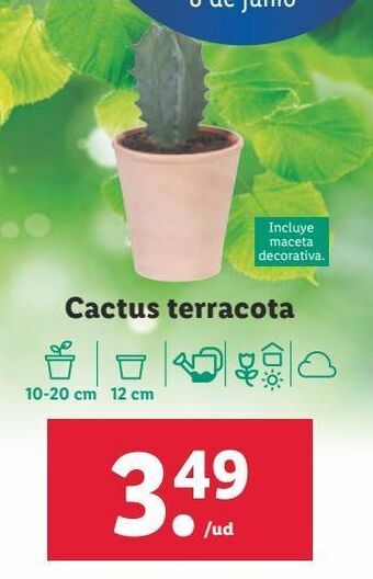 Lidl Cactus oferta