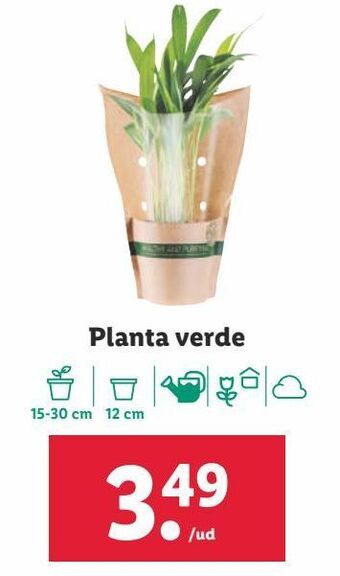 Lidl Plantas oferta
