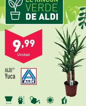 ALDI ALDI Yuca oferta