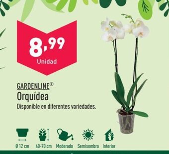ALDI GARDENLINE® Orquídea oferta