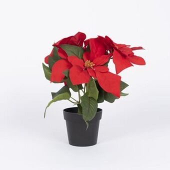 Casa Viva Flor de pascua navidad 24cm oferta