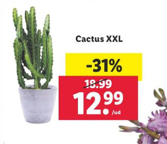 Lidl Cactus XXL oferta