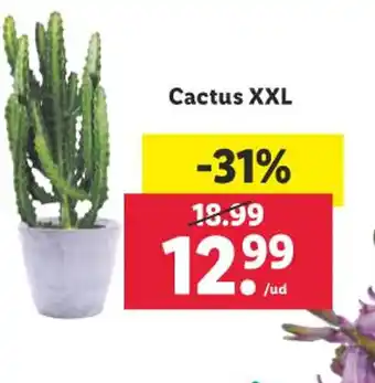 Lidl Cactus XXL oferta