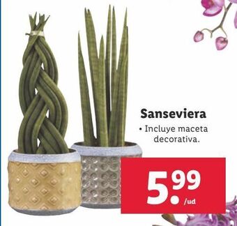 Lidl Plantas oferta