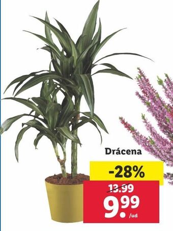 Lidl Plantas oferta