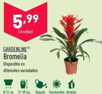 ALDI Plantas con flor oferta