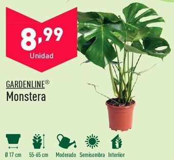 ALDI Plantas oferta