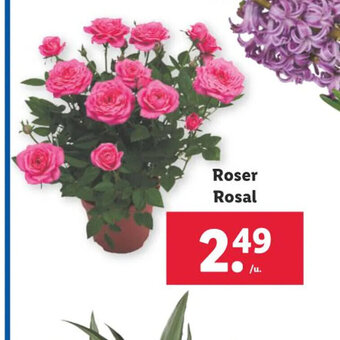 Lidl Roser Rosal oferta