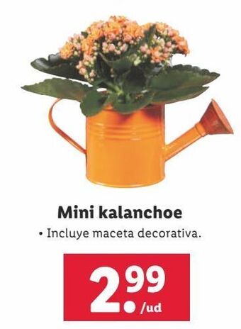 Lidl Kalanchoe oferta