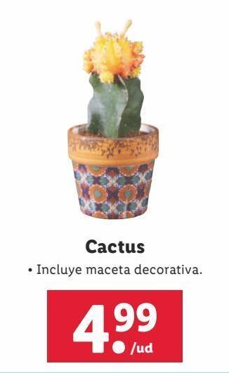 Lidl Cactus oferta