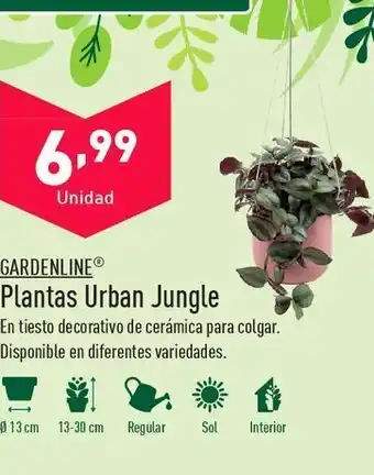 ALDI Plantas urban jungle oferta