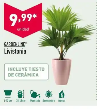 ALDI Gardenline Livistonia oferta
