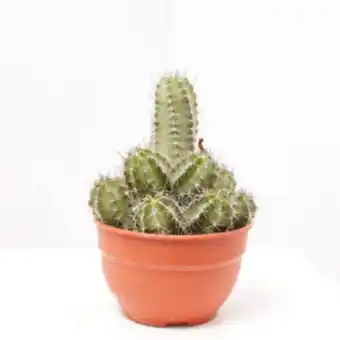 Verdecora Cactus mix tarrina 20cm oferta