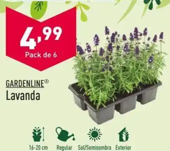 ALDI GARDENLINE® Lavanda oferta