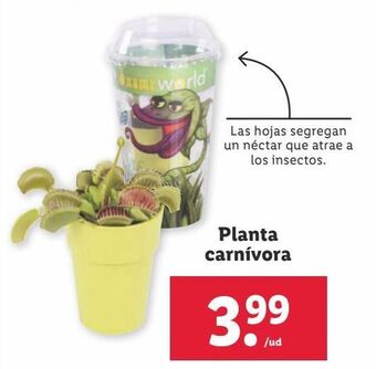 Lidl Plantas oferta