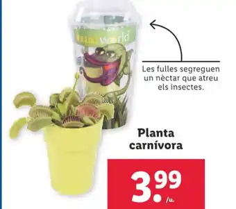 Lidl Planta carnívora oferta