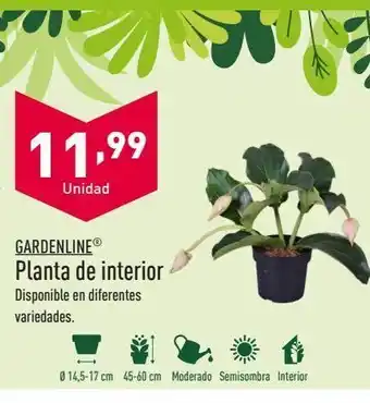 ALDI Plantas gardenline oferta