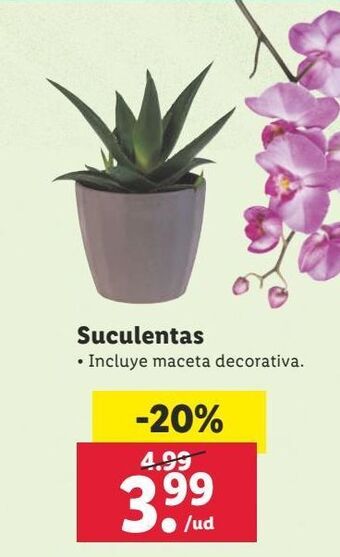 Lidl Plantas oferta