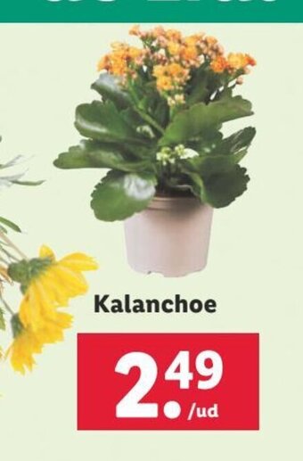 Lidl Kalanchoe oferta