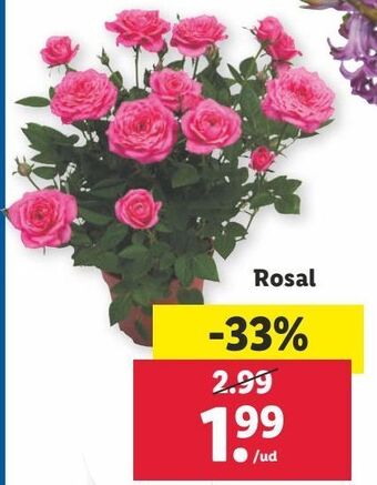 Lidl Rosales oferta