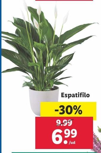 Lidl Plantas oferta