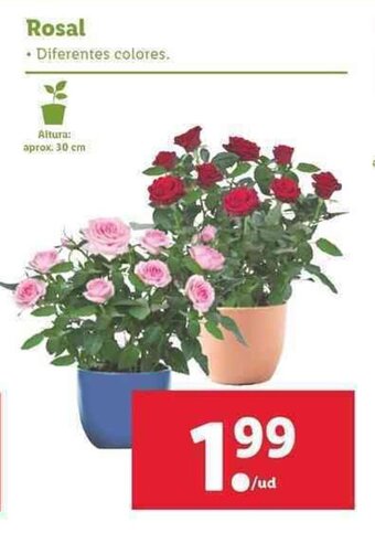 Lidl Rosal oferta