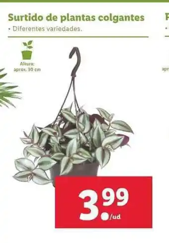 Lidl Surtido de plantas colgantes oferta