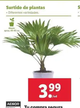 Lidl Surtidos de plantas oferta