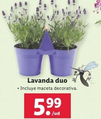 Lidl Lavanda oferta