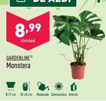 ALDI Monstera gardenline oferta