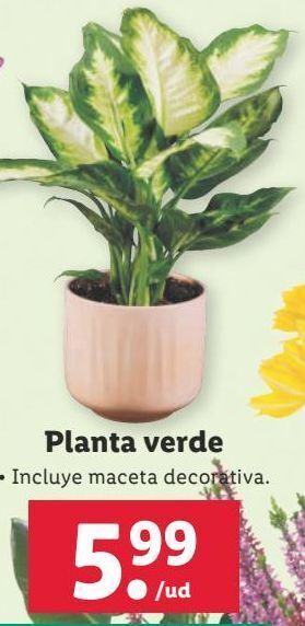 Lidl Plantas oferta